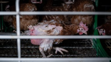 Photo of Piden al Gobierno español que cumpla el acuerdo de la UE de eliminar las jaulas de gallinas