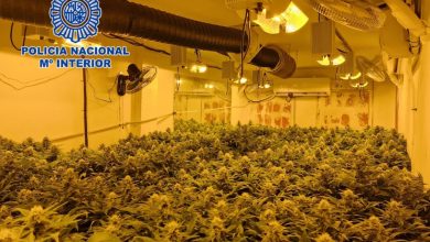 Photo of La Policía Nacional desmantela dos casas-invernadero con 231 plantas de marihuana
