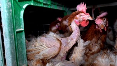 Photo of Un informe revela los riesgos del consumo de huevos de gallinas enjauladas