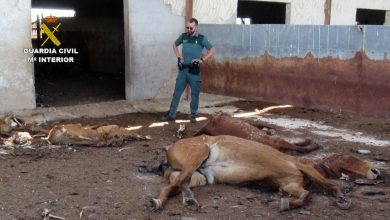 Photo of Deja morir en una granja a 31 caballos enfermos sin atención veterinaria
