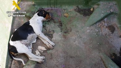 Photo of El Seprona denuncia a una mujer por abandonar a una perra y su camada