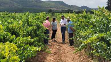 Photo of El Imida crea seis nuevas variedades de uva ‘súper monastrell’ para vino