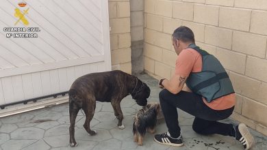 Photo of Detenido un falso rescatador de perros robados por estafar a sus dueños