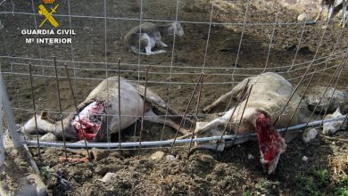 Photo of Perros sueltos matan 25 ovejas en Cañada Hermosa y llevan a la Guardia Civl hasta sus dueños
