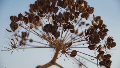 Photo of El veranillo del membrillo ha sido un verano en toda regla en la Región