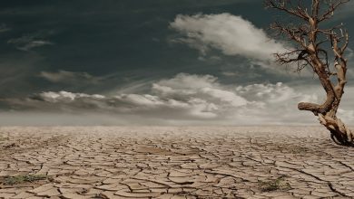 Photo of El cambio climático causará pérdidas de 1.230 millones en el campo murciano hasta 2030