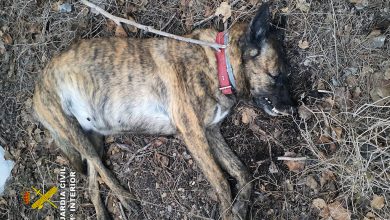 Photo of Investigan la muerte de perros envenenados con una sustancia prohibida en la Unión Europea