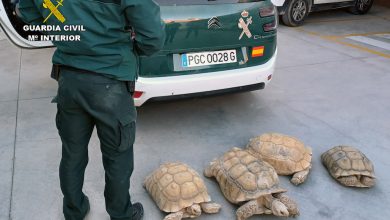 Photo of Recuperadas nueve tortugas africanas valoradas en 30.000 euros que habían sido robadas