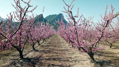 Photo of La primavera asoma tras un febrero muy cálido y seco