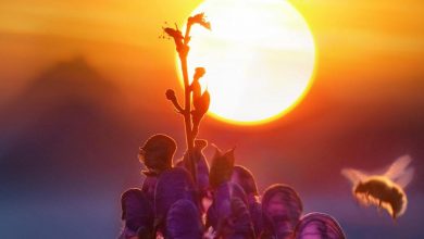 Photo of Llegan los 30 grados centígrados tras un mes de marzo seco y cálido