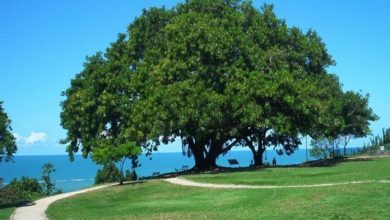 Photo of Reflexión dominical. El avance misterioso del Reino