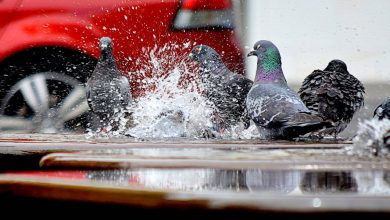 Photo of Inicio del verano: el mes de junio ha sido muy húmedo a la vez que muy cálido