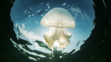 Photo of Salud recuerda que las picaduras de medusa causan síntomas leves en la mayoría de los casos