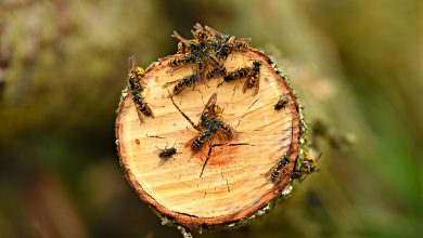 Photo of Cien personas alérgicas al veneno de las avispas y abejas reciben inmunoterapia personalizada