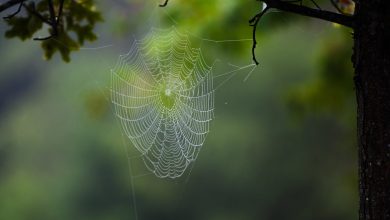 Photo of Primero sobrevivir (4): Humanidad contra biodiversidad