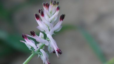 Photo of Fumaria munbyi, una ‘joya’ botánica en peligro de extinción encontrada en Cabo Cope