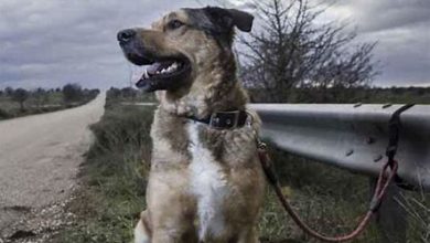 Photo of Más del 80% de perros y gatos que llegan a centros de recogida no tiene chip