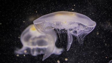 Photo of Salud recomienda no usar vinagre ni amoniaco para tratar las picaduras de medusas