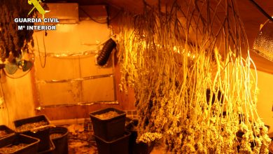 Photo of La investigación de un caso de maltrato animal destapa un secadero de marihuana en Sangonera