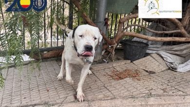 Photo of Rescatan un perro peligroso abandonado y atado a una farola a pleno sol