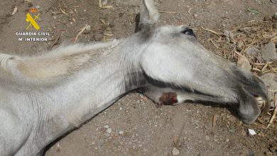 Photo of Sacrifican uno de los dos mulos en situación de abandono hallados por la Guardia Civil