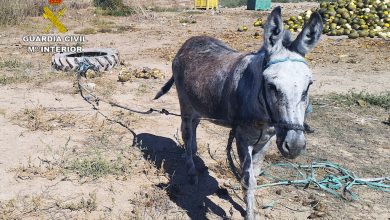Photo of Expediente a los dueños de una finca con 26 caballos que alimentaban con melones