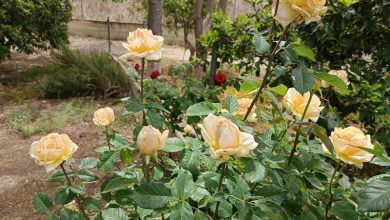 Photo of Alcantarilla ‘disfrutó’ de un octubre extraordinariamente cálido