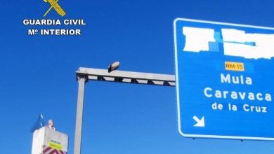 Photo of Rescatan al buitre que llevaba cuatro días posado en una señal de la autovía A-30