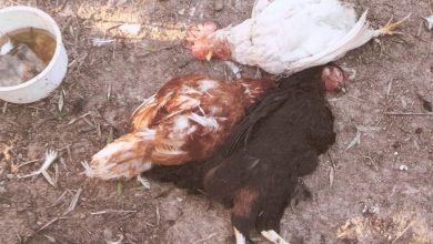 Photo of Aparecen muertas las 17 gallinas de un corral doméstico de un huerto cercano a Alcantarilla