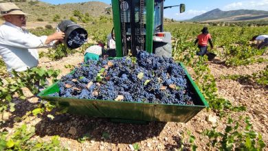 Photo of La DOP Jumilla termina la vendimia con una cosecha de 49 millones de kilos de uva