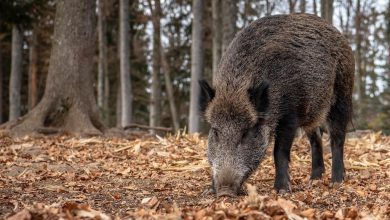 Photo of OCU afirma que el consumo de carne de cerdo y de jabalí es seguro