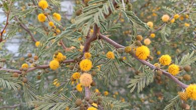 Photo of Con un noviembre cálido y sin lluvias arranca un año hidrológico muy seco