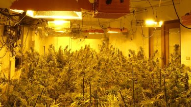 Photo of Nuevo golpe al cultivo de marihuana en Alcantarilla con 18 detenidos