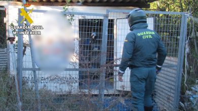 Photo of Investigan al dueño de diez palomos deportivos a los que dejó morir enfermos en Rincón de Seca