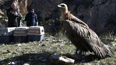 Photo of El buitre leonado se recupera en nuestra Región y cuadruplica su población en diez años