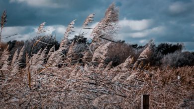 Photo of Alerta amarilla por fuertes vientos hoy jueves en Alcantarilla y en toda la Región