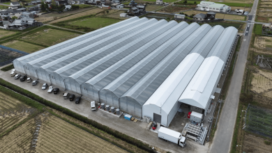 Photo of Invernaderos de Alcantarilla para cultivar lechuga hidropónica en Japón