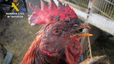 Photo of El Seprona descubre ocho gallos de pelea heridos e investiga a su dueño por maltrato animal