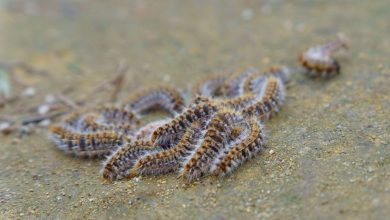 Photo of Los seis errores a evitar cuando nuestro perro entra en contacto con orugas de procesionaria