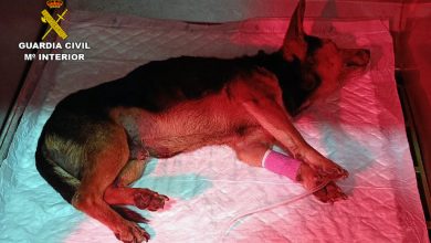 Photo of Investigan a dos vecinos por herir y tirar a un contenedor a un perro que había entrado en su casa