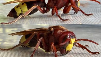 Photo of Detectan las primeras ‘reinas fundadoras’ de avispón oriental para crear sus nidos tras el invierno