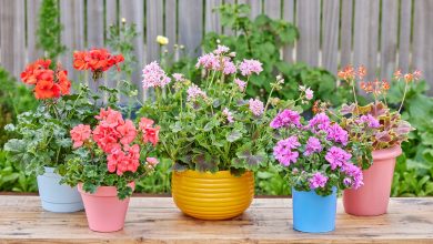 Photo of Las claves para cuidar el geranio en la Región de Murcia según la época del año