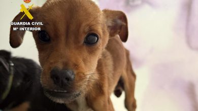 Photo of Diligencias contra tres personas que abandonaron a dos perros desnutridos y enfermos