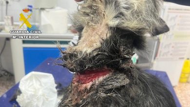 Photo of Detienen al dueño de un perro que lo tenía atado con un cable metálico que le laceró el cuello