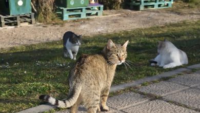Photo of La Comunidad elabora un protocolo común para la gestión de todas las colonias felinas