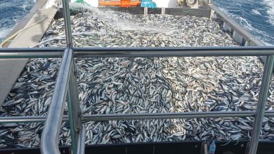 Photo of PACMA se suma al movimiento mundial que pide poner fin a la pesca industrial