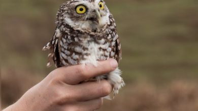 Photo of Operación internacional para repatriar a dos mochuelos que llegaron ‘sin papeles’ a Cartagena