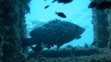 Photo of La Reserva Marina de Tabarca, la primera de España, cumple 40 años
