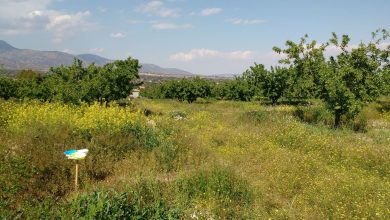 Photo of Del laboratorio al campo: la UMU estudia in situ los beneficios de los polinizadores en las cosechas