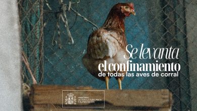 Photo of El Gobierno levanta el confinamiento de aves de corral al disminuir el riesgo de influenza